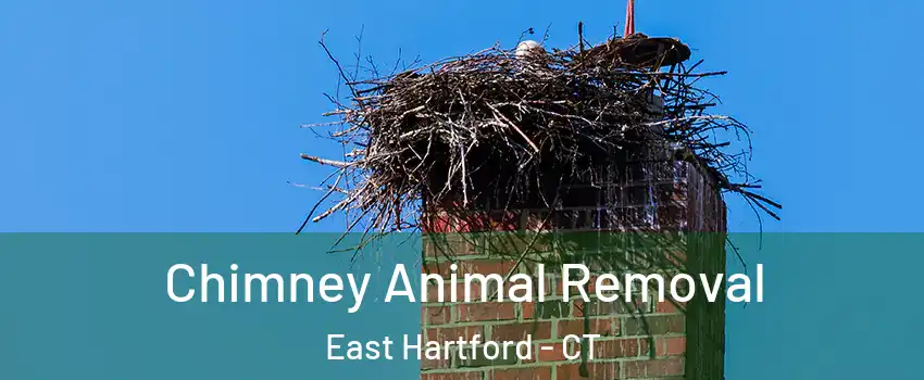 Chimney Animal Removal East Hartford - CT