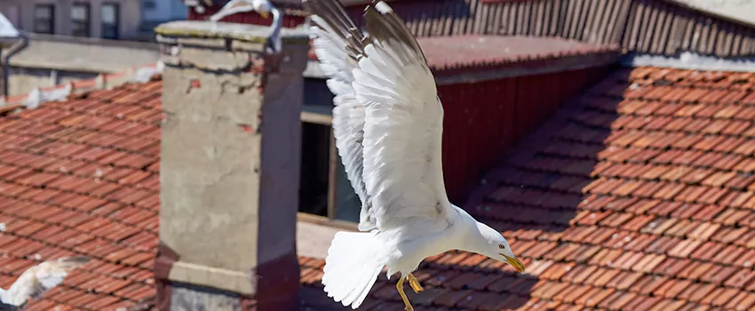 Residential Chimney Animal Removal Solution in East Hartford, CT